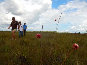 Cinco kilómetros al sur del aeropuerto César Gaviria Trujillo crece la flor de Inírida, que le da su nombre a la capital del departamento del Guainía. Foto: Juan Uribe