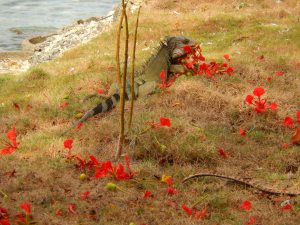 El almuerzo está servido para esta iguana: flores rojas de un árbol llamado uvita de playa. Foto: Juan Uribe